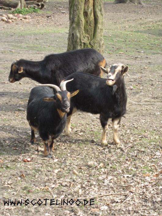 Ziegen im Wildgatter