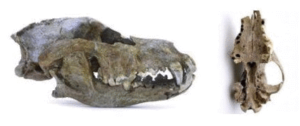 "Hund von Goyet", ca. 30 000 v. Chr.