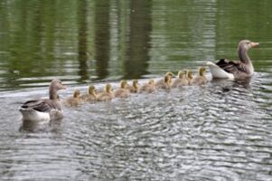 Graugansfamilie