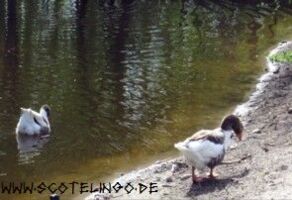 Gänse in der Arche Warder