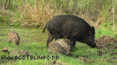 Schweine auf der Weide