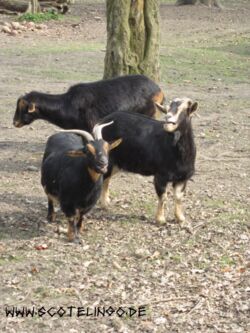 Ziegen im Wildgatter Hildesheim